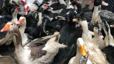 أسعار كيلو البط السوداني والبلدي في عام 2025